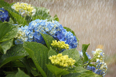 紫陽花